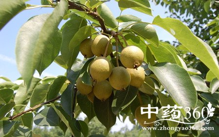 梨子的功效与作用有哪些