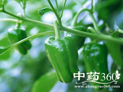 <a href='https://m.zhongyao360.com/z/lajiao/'></a>ͼƬȫ