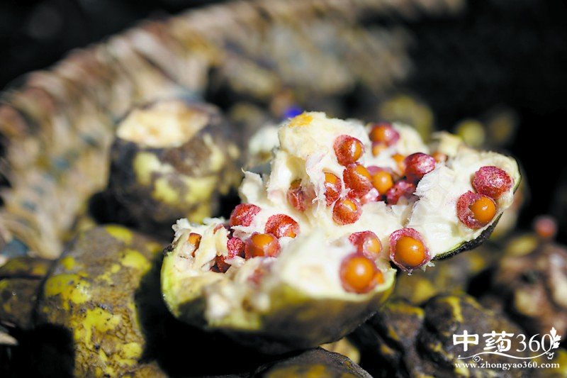 吃芡实有什么禁忌 孕妇可以吃芡实吗