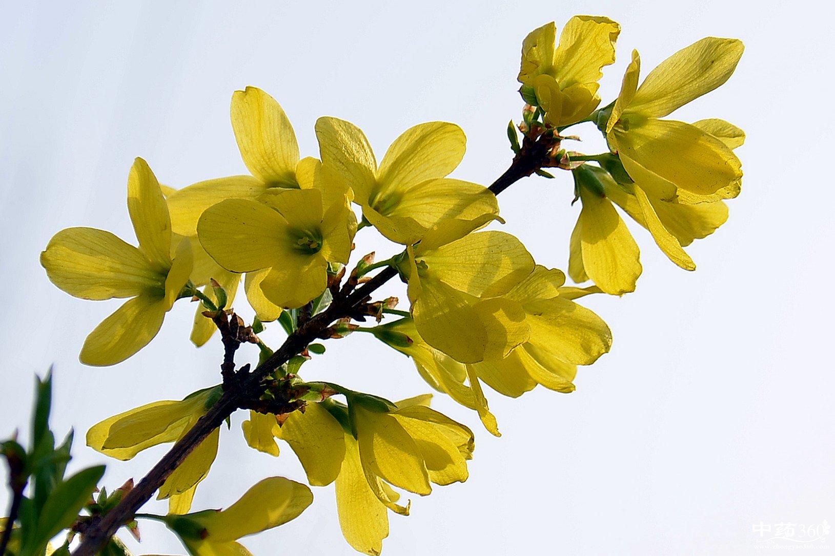 连翘酚的药用价值 连翘酚的作用