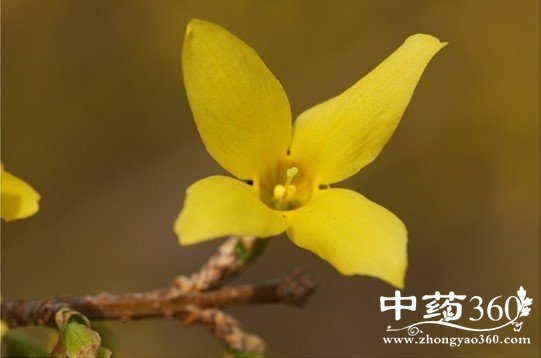 连翘酚的药用价值 连翘酚的作用