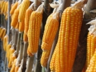 玉米的功效与作用 它到底能防几种癌