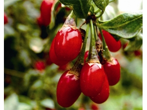 ��轵Ĺ�Ч ������Բ���Ч����