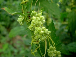 ��˿�ӵ�ʳ������������ָ������