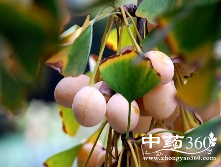 治青春痘的妙招 白果治疗青春痘