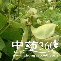 <a href='https://m.zhongyao360.com/z/baibiandou/'>ױⶹ</a>