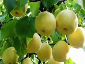 ��¶�����ر�����ʳ����������