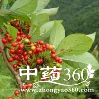 <a href='https://m.zhongyao360.com/z/hujiao/'></a>