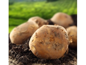 ���������� Ů������������õ�ѡ��