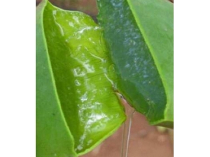 芦荟的用途 芦荟的使用方法及注意事项