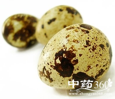 Сοٷ,<a href='https://www.zhongyao360.com/z/gouqi/' target='_blank'></a>