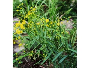 ����Ĺ�Ч �����3���ٴ�Ӧ��