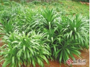 ѪߵĹЧ-Ѫߵĸüʳ÷