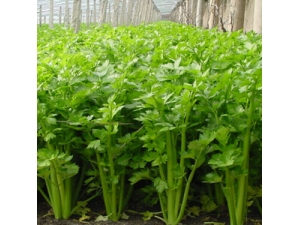 ��ν�Ѫѹ �۲��ݽ��ɽ�Ѫѹ������ҩ