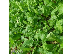 ��ҩ�β���ƫ�� �������ּ����㲻��һ��