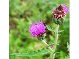 ��Ҷ����ҩ���� ����Ѫ�������ð�Ҷ