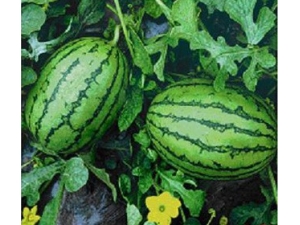 ��ǻ�����ʲôˮ���� ˮ��ʳ�Ƶ�ƫ��