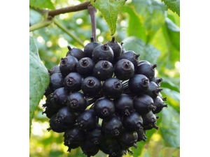 ����ӵĹ�Ч������ ��˥�Ͽ�ƣ��