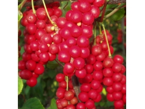 ��ҽ���β��������ҩ�ط�