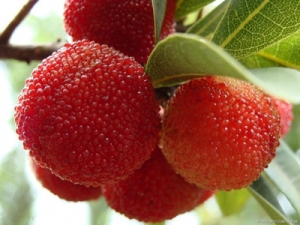 ��÷�Ĺ�Ч������