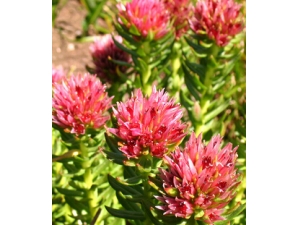 ʲô�������� �쾰�첹�����Ŀ�ƣ��