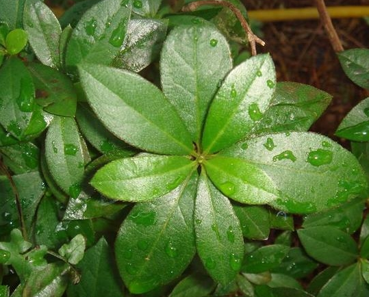 ����Ҷ��ʲô��Ч������|ע������ ����Ҷ�ı���