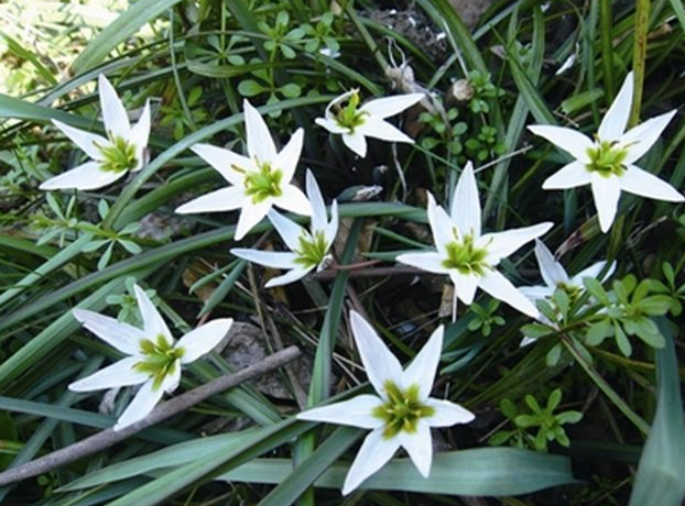 ɽȹʲôЧ|| ɽȹĸ ɽȹͱһ