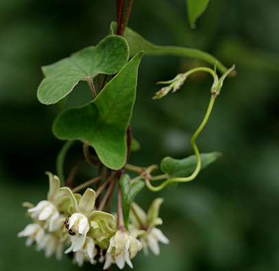 ��������ʲô��Ч|���� ʳ�ð�������Ҫ��Щע������