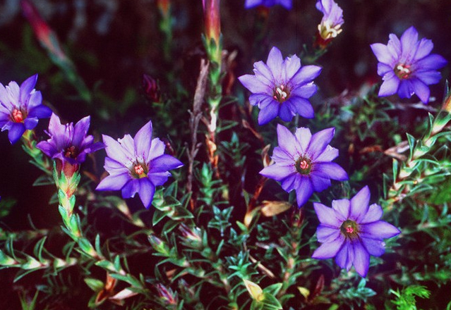 ��������ʲô��Ч|����|������ ʳ������������Щ����