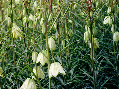 �㱴ĸ�Ĺ�Ч|���� �㱴ĸ�ĸ�����|����