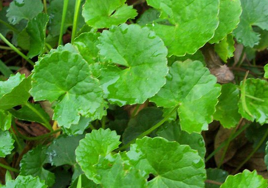 ��ѩ�ݵĹ�Ч������ ��ѩ�ݵ��÷�����|ע������