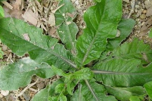 ��ص��Ĺ�Ч������ ��ص���ʳ�÷�����ע������