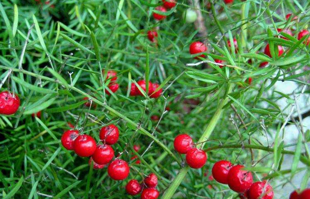 �춬�Ĺ�Ч������ �춬��ʳ�÷���������