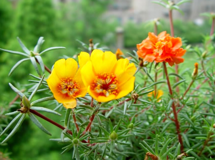 ��֦�������Ƹ������� ��֦���Ĺ����빦Ч|����