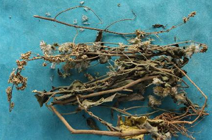 ����ū�Ĺ�Ч������|���� ����ū�ı�����ʲô