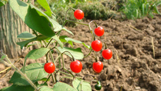 ��Ӣ�Ĺ�Ч������|������ ��Ӣ�Ľ�������Щ