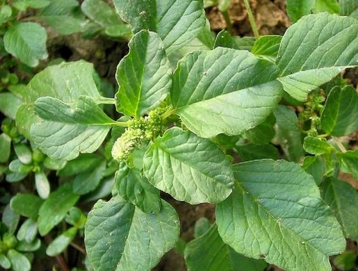 ��ͷ�ȵı���|ʳ�÷��� ��ͷ�ȵĹ�Ч������