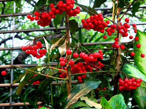 ���ز�Ĺ�Ч������ ���ز��ʳ�÷���