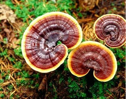 ��֥�Ĺ�Ч������ ��֥��ʳ�÷���|����