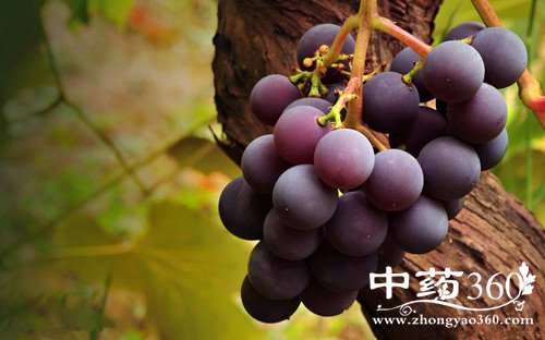 葡萄的作用与功效