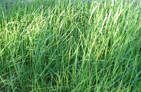 ��é���Ĺ�Ч������  ��é����ʲôһ������