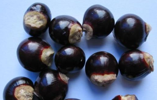 ۺ˵빦Ч ۺ˵ҩüֵ