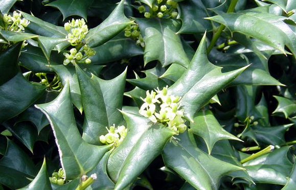 �۹�Ҷ�Ĺ�Ч������ �۹�Ҷ�Ľ���|ʳ�÷���