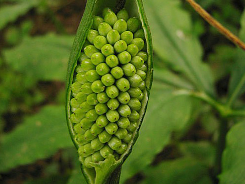 ���ĵĹ����빦Ч ���ĵ�ʳ�÷���