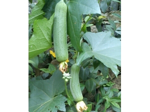 �����õķ��� �������Ч��6��ƫ��