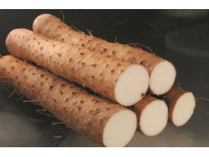 ����ɽҩ�����̲������ֳԷ�