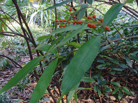 ɽ��Բ�Ĺ�Ч������ ɽ��Բ�Ľ���