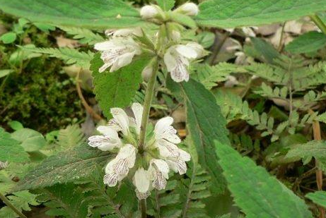 Ұ֥���Ƥ���������빦Ч Ұ֥���ʳ�÷���|����