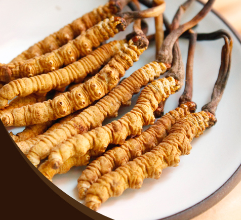 �����Ĳݵ������빦Ч �����Ĳ���ô�����