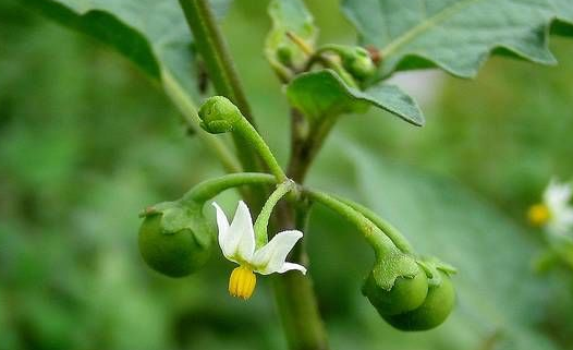 �����Ĺ�Ч������ ������ҩ�ü�ֵ